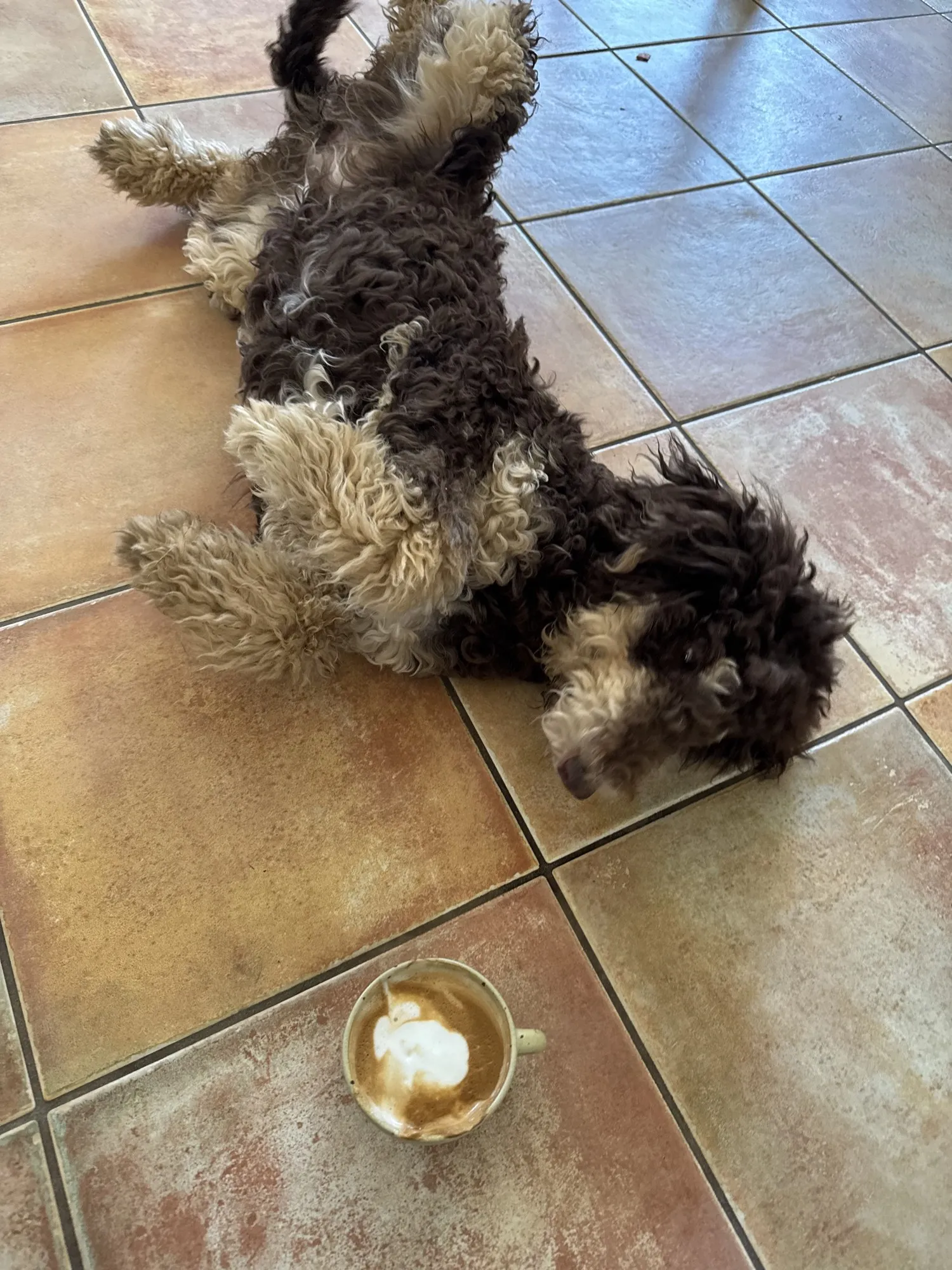 Emma rollt sich auf dem Rücken neben einem Cappuccino