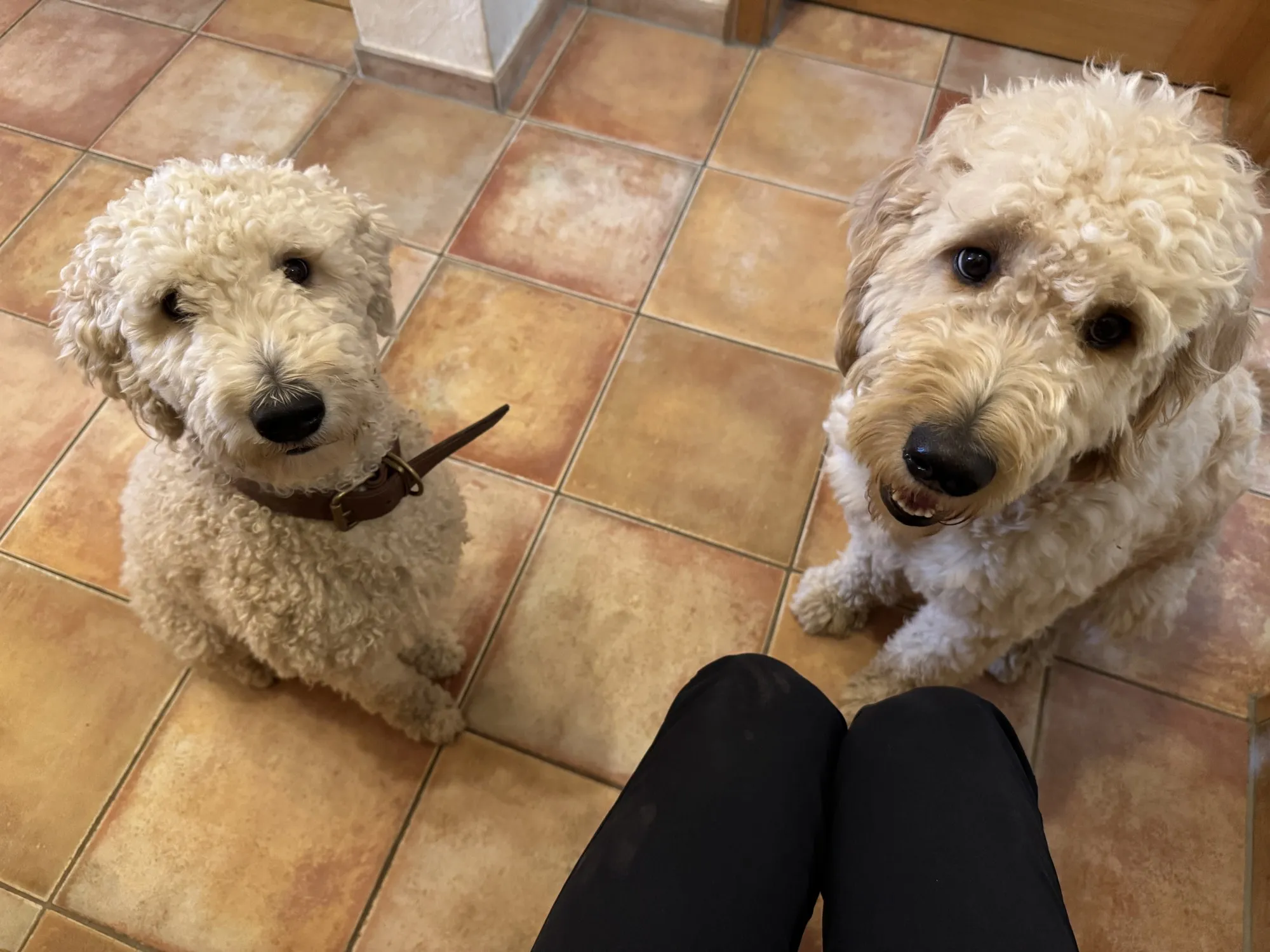 Frida und Winston schauen erwartungsvoll nach oben