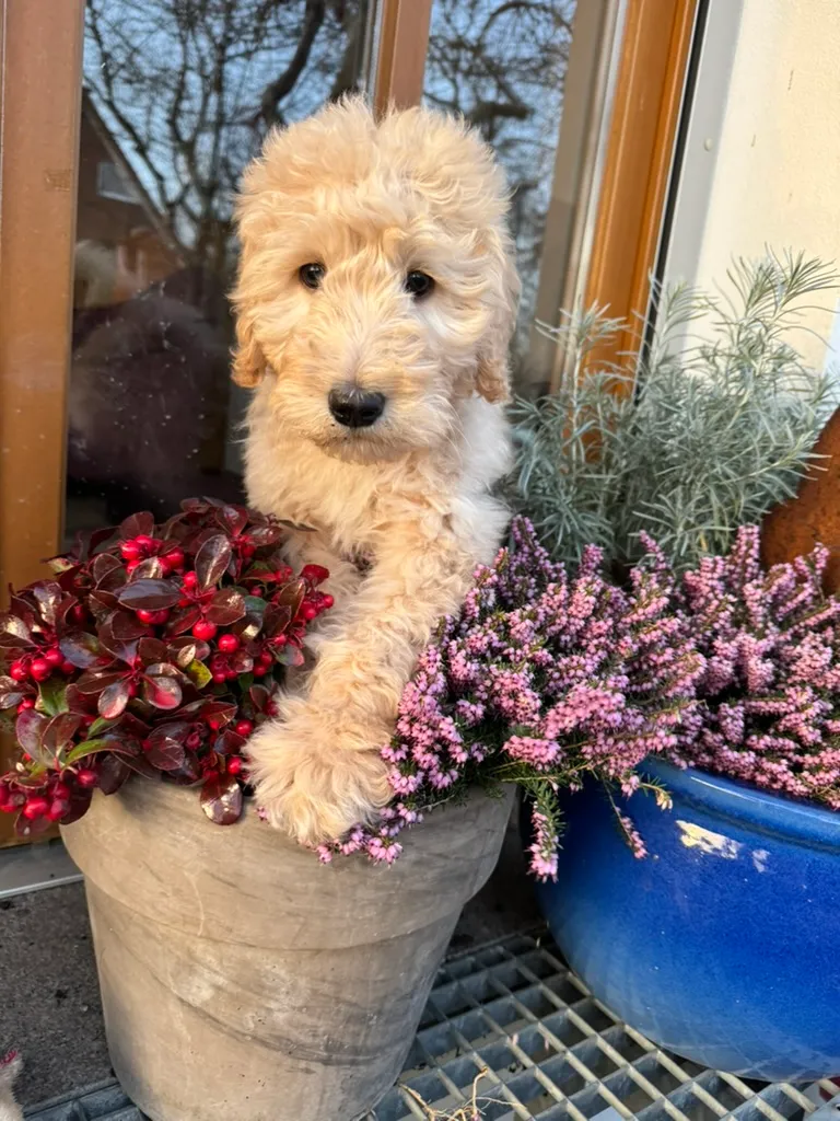 Frida als Welpe in einem Blumentopf