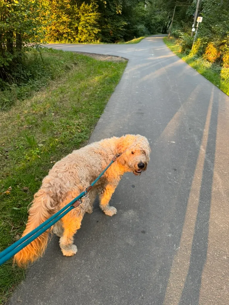 Doodle an der Leine auf einem Weg im Abendlicht