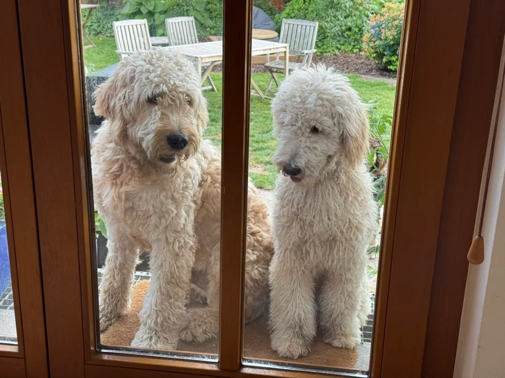 Winston und Frida warten draußen an der Terrassentür