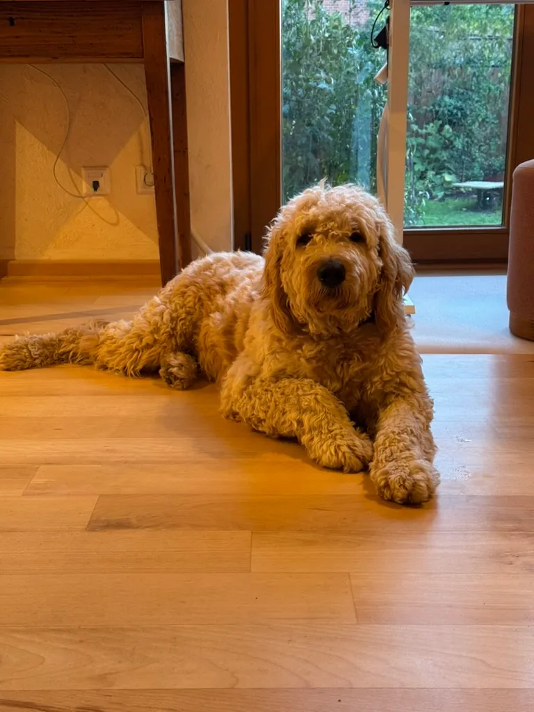 Winston liegt entspannt auf dem Holzboden